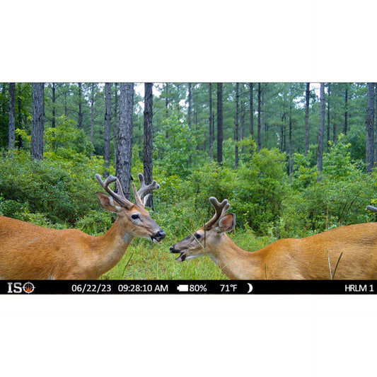 Hunting Season on the Horizon: Trail Cameras Amplifying the Excitement